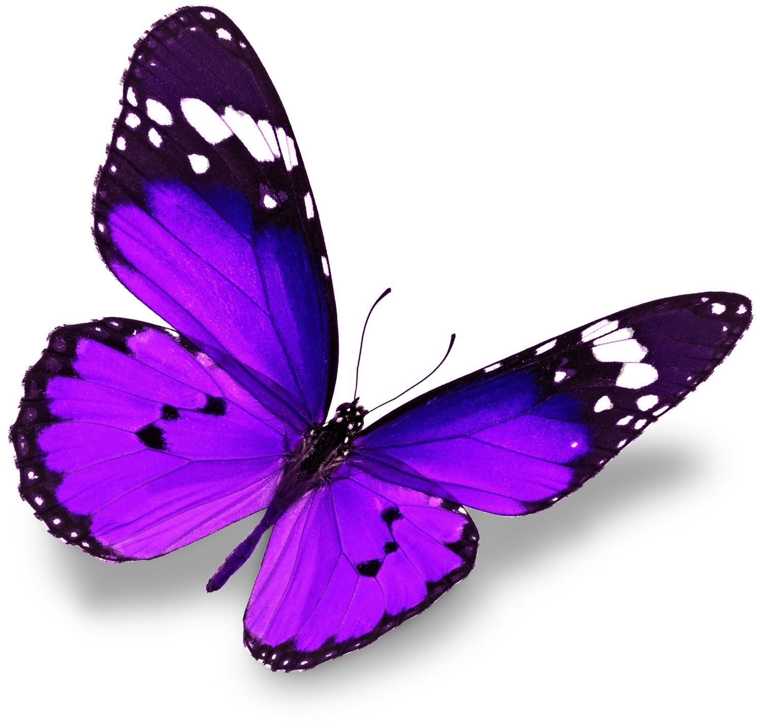 Бабочки фиолетовые сиреневые боком